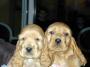 COCKER CHIOTS GOLDEN.jpg